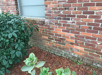 A brick wall with a window, surrounded by green plants and mulch